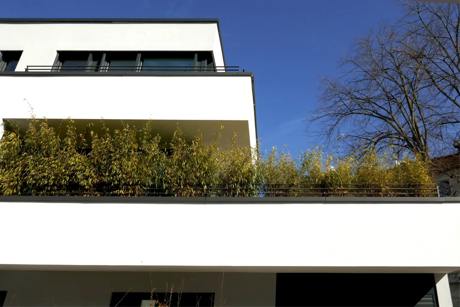 Detailaufnahme eines Balkons mit dichter, grüner Bambus-Bepflanzung als Sichtschutz an einer modernen weißen Fassade.